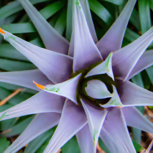 Item #71646257518770613568983710813551014237803002136866425209291834236300796362753 Media