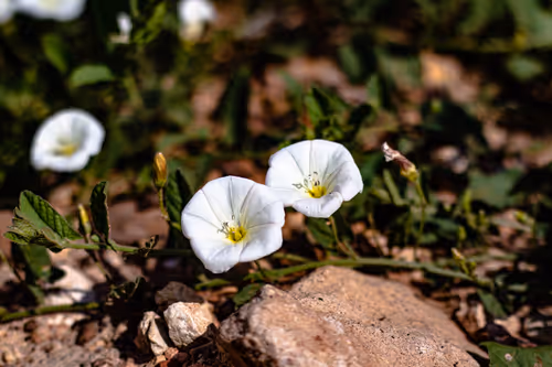 Item #30985419060957023672606833204645685316652492575224970316942919764439518412801 Media