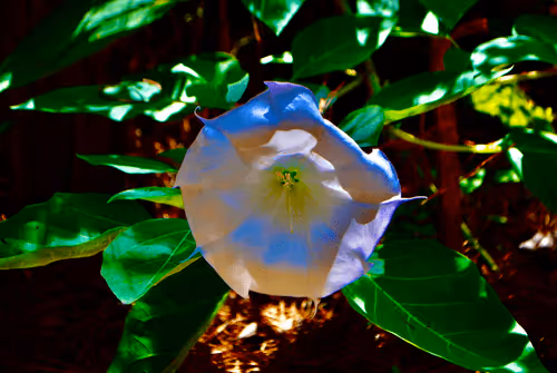 Item #40090172695085413256965535555586358742660933280315103792741764903157486321665 Media