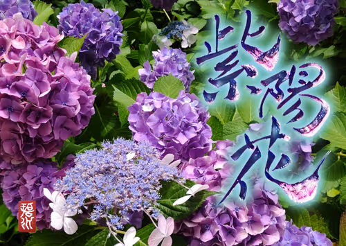 Item #102967229630208760737688806604411354727385978550035448281008295713628387016705 Media