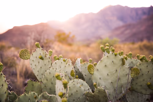 Item #114356424979646912091291396938675079969318378250921425408739931185758617993217 Media