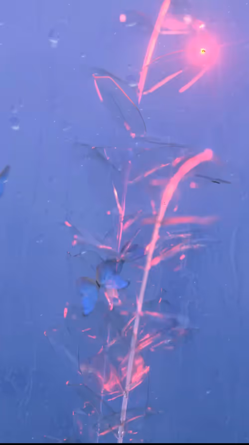 Item #32349166493451486301064478051767231058202178714549362747941306949232622567425 Media