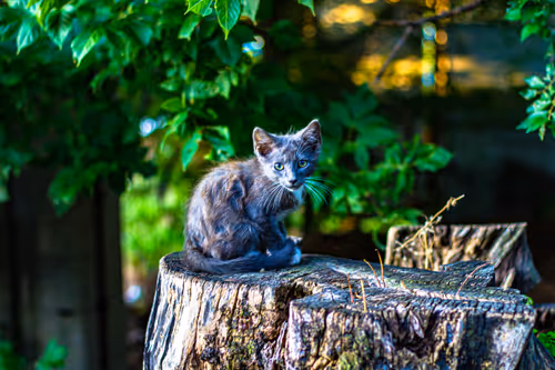 Item #30985419060957023672606833204645685316652492575224970316942919857898006773761 Media