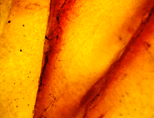 Item #71646257518770613568983710813551014237803002136866425209291834515576749817857 Media