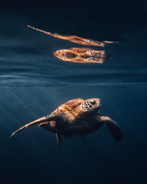 Item #28576884558960261702679330541156353592021494721255183711613472589199219621889 Media