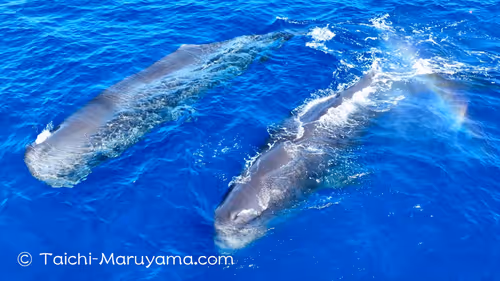 Item #61113597711829508019705348607354266595254896620371709928421355927515774844929 Media