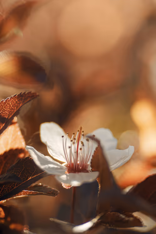 Item #54782985974607347148720532699414835129345073352407786523574901556111363538945 Media