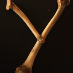 Y - Chicken Bone Font