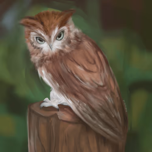 KGKH ART Owl Collection