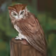 KGKH ART Owl Collection