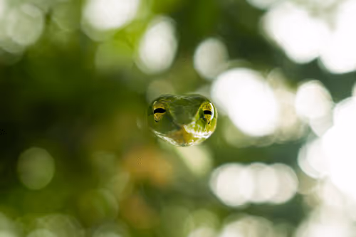 Pranay Bhatnagar Editions