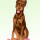 Sparkles Dogs