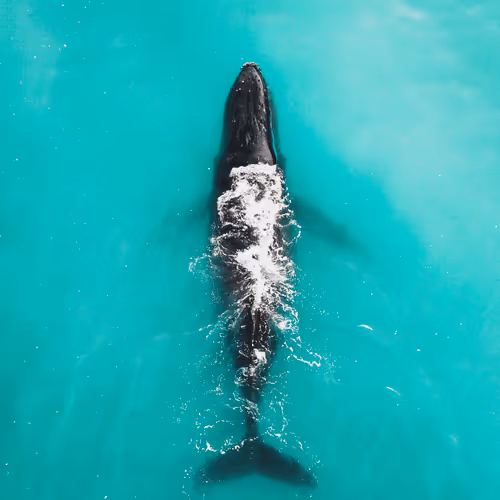 REASONS: Chapters of My Life