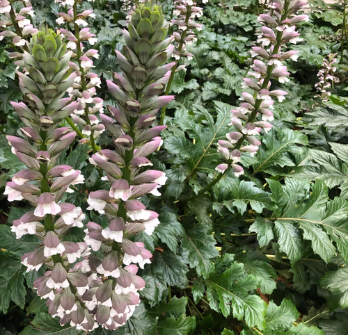 Item #66290421866561708106869782961777671001332545644432711787295824914208216055809 Media