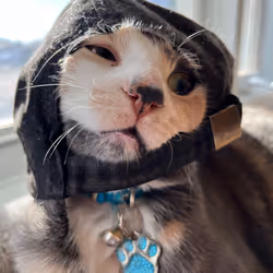 Lanou le minou