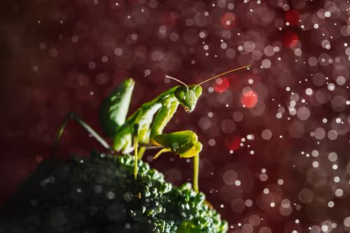 Item #103209038218613868930619060226973881085287424924468474495414640468867262971905 Media