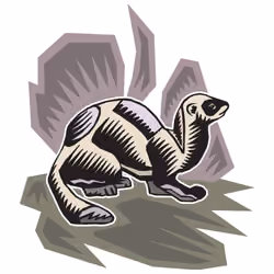 Ferret 