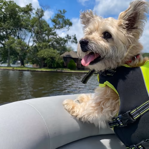 Cinnamon on a Boat
