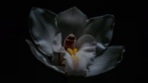 Item #78290859564487950582035157187154512379100989933844946097788898191050132160513 Media