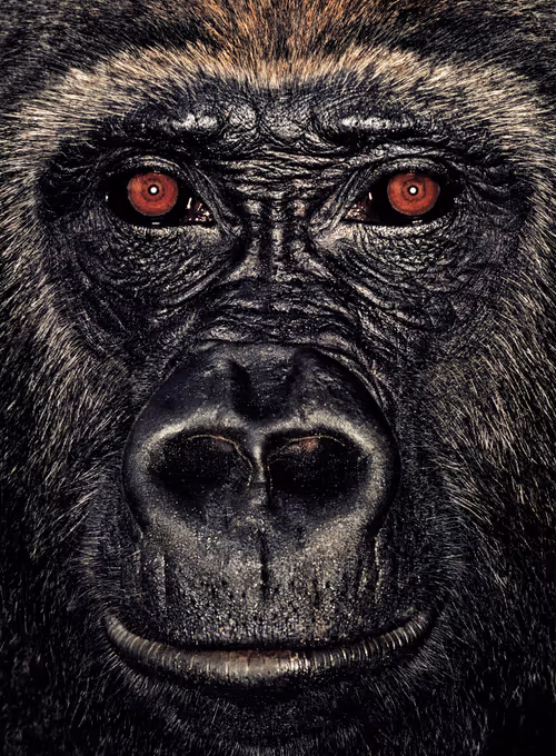 Item #109162157552346088047496633038404394118504199992061596446112929744768152371201 Media