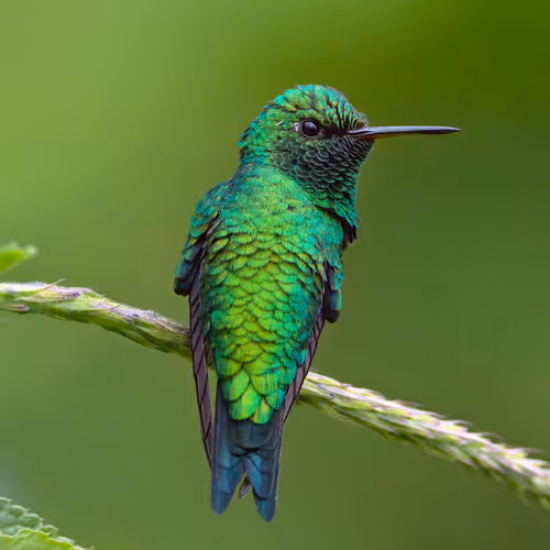 Item #76723362783280478533997952640177478162370392864243199552253501722803027574785 Media