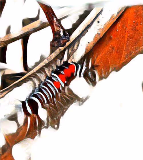 Item #81269833061274051173789884418282317830923519221172308843662164507659352408065 Media