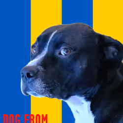 FLAGDOG#255