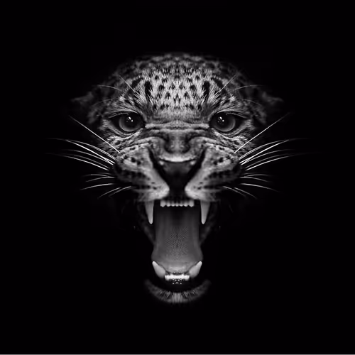 Untitled Collection #100648656