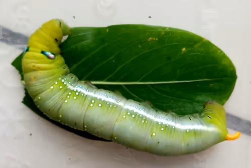 Item #48626926253178209248221574230900298417902393901196969408260061720440551243777 Media