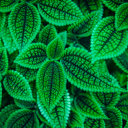 Tokyo Green