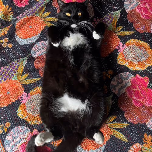 Otis