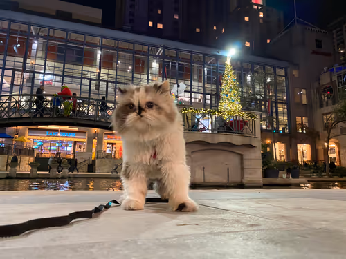 Item #88063557034118437660925886446302507819426649905583175627315428978400583221249 Media