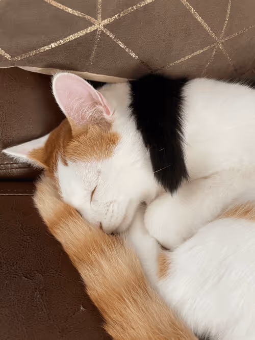 Item #57432309319676179700798702069366385585354272226932054472084541875964195373057 Media