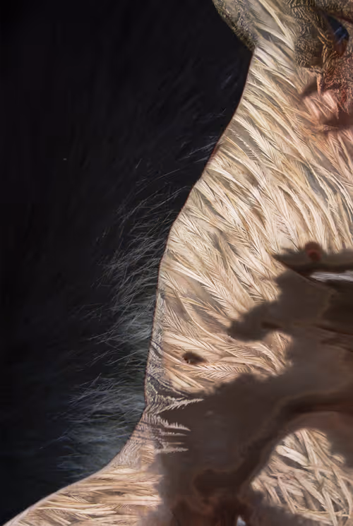 Item #107535940419260681703962368564054865999674498816628891337587927063522420195329 Media