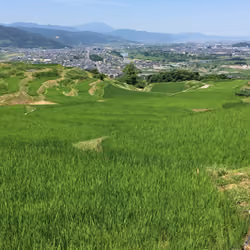 Rice Field