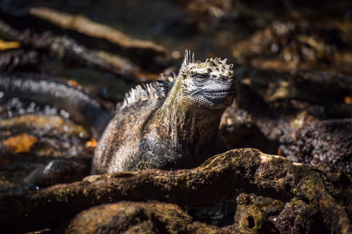 Item #95133208909009756049449667206279702741709602474386148619312528402564933222401 Media