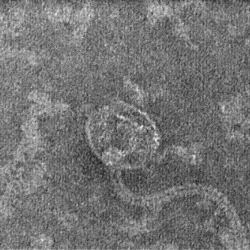 Bacteriophage Type 92 - Staph Slayer