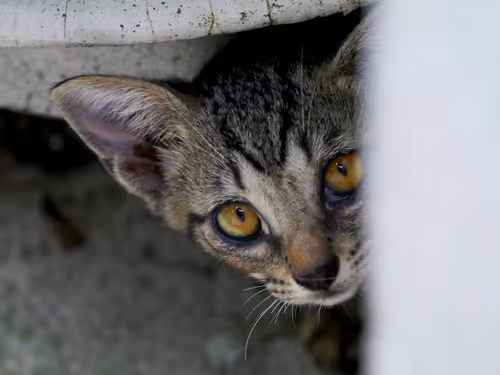 Item #55455677318123595031509472603724202920888355633279889545160944693025754316801 Media