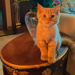 #66787391246166468164718741358872356609563446962756223394132097066639638396929