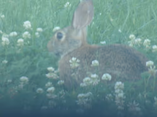 Item #61051240571971779841838649405693456424568018504308900476674196541020072574977 Media