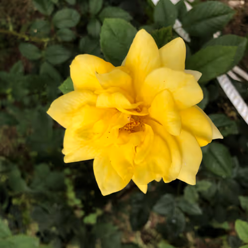 nofeetbird Collection