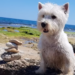 YACK EL MEDITADOR 