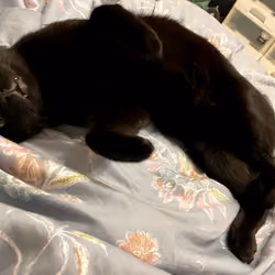 Abo The Black Cat #19