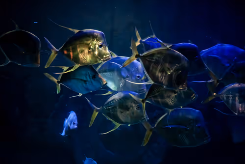 Item #41153520473672685227544551054321721883729707631851228353961997214802352537601 Media