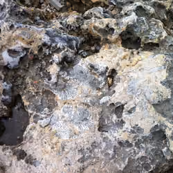 Lava Rock and shells