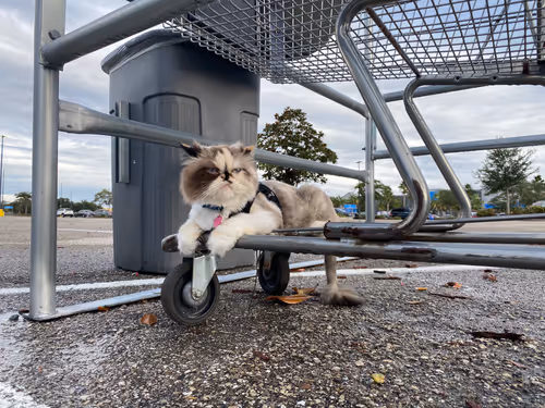 Item #88063557034118437660925886446302507819426649905583175627315428945415234387969 Media