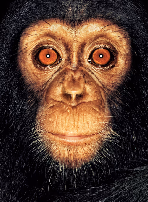 Item #109162157552346088047496633038404394118504199992061596446112929712882315165697 Media