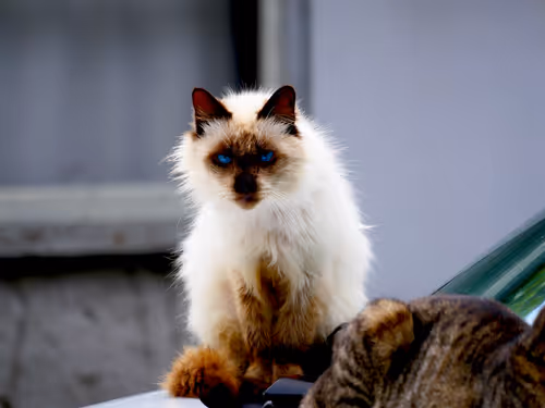 Item #55455677318123595031509472603724202920888355633279889545160944630353591533569 Media