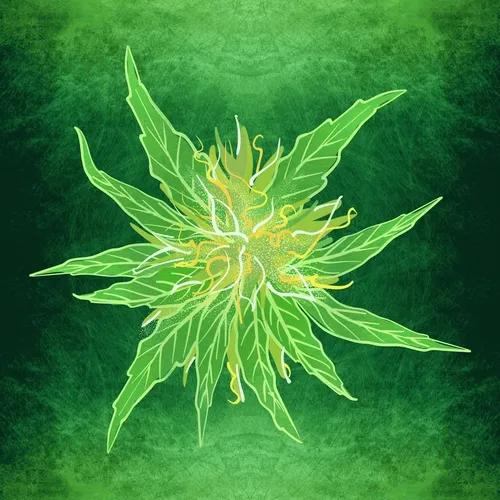 OG Kush