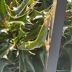 Camouflage